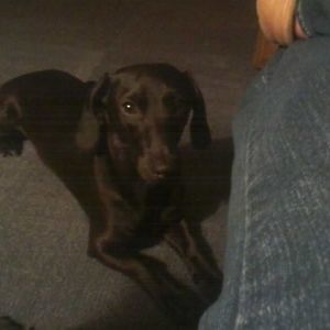 Meet your Posher, Polly